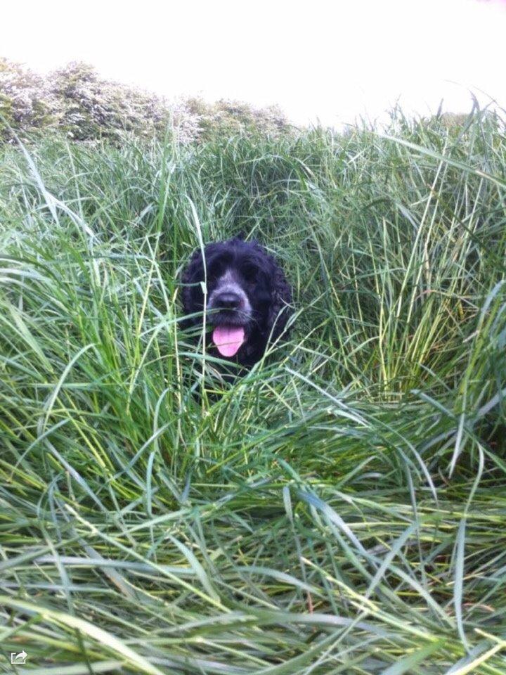 Cocker spaniel Frida billede 17