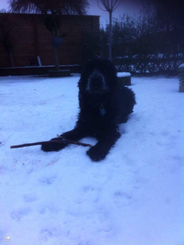 Cocker spaniel Frida billede 18