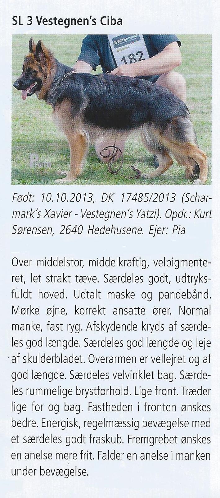 Schæferhund Vestegnen's Ciba - Udklip fra Schæferhundens årskavalkade 2014. Dommerens utalelser fra hovedavlsskuet billede 9