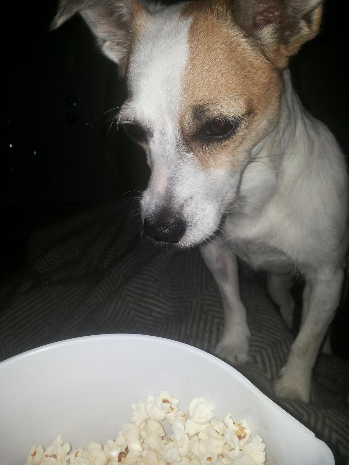 Blanding af racer Maugda billede 9