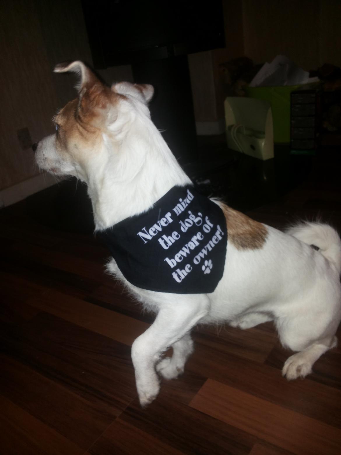 Blanding af racer Maugda billede 6