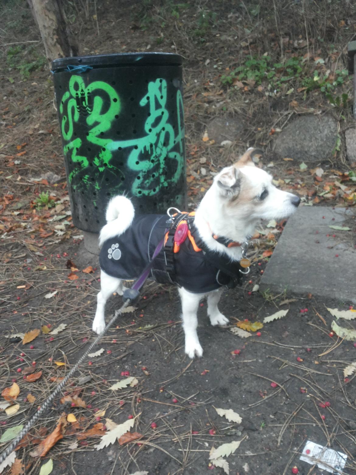 Blanding af racer Maugda billede 5