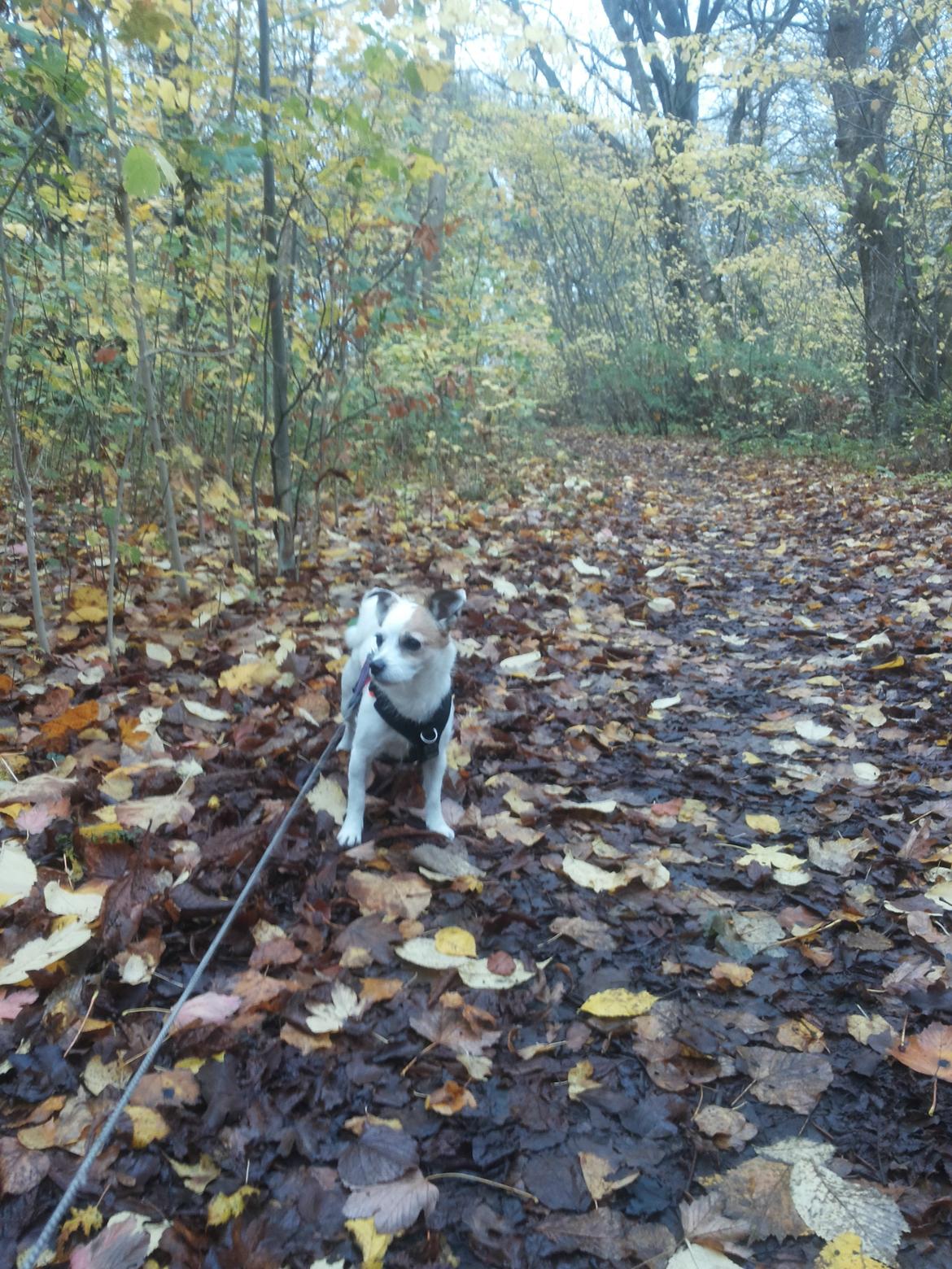 Blanding af racer Maugda billede 4