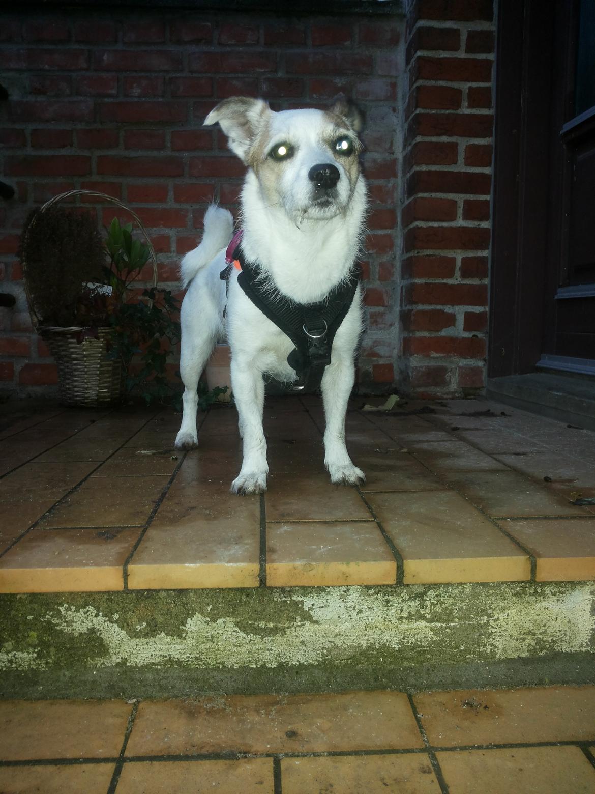 Blanding af racer Maugda billede 12