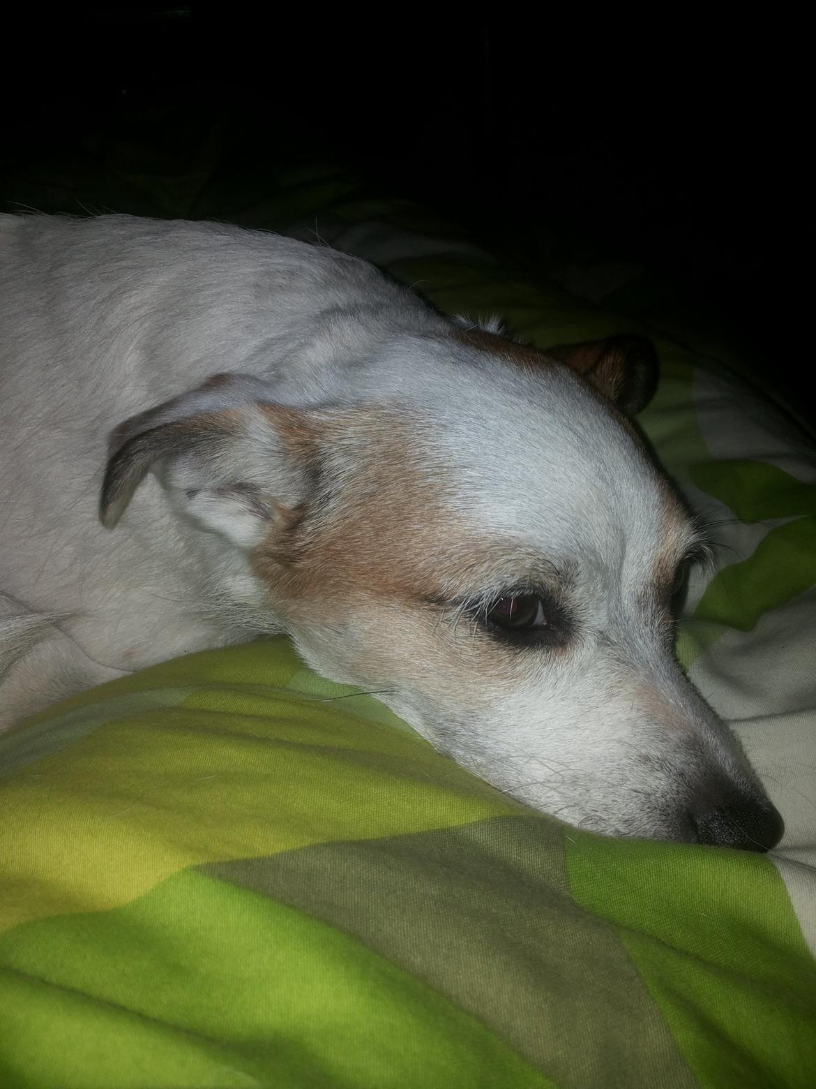 Blanding af racer Maugda billede 30