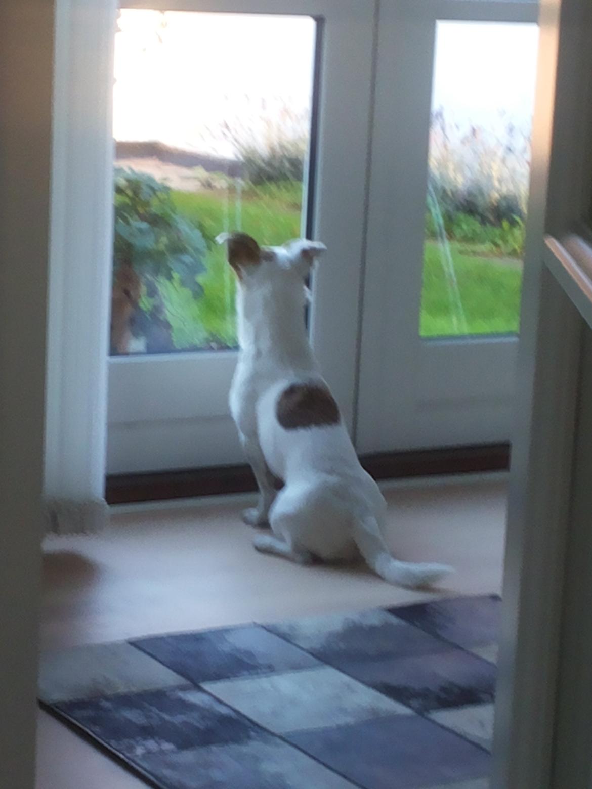 Blanding af racer Maugda billede 10