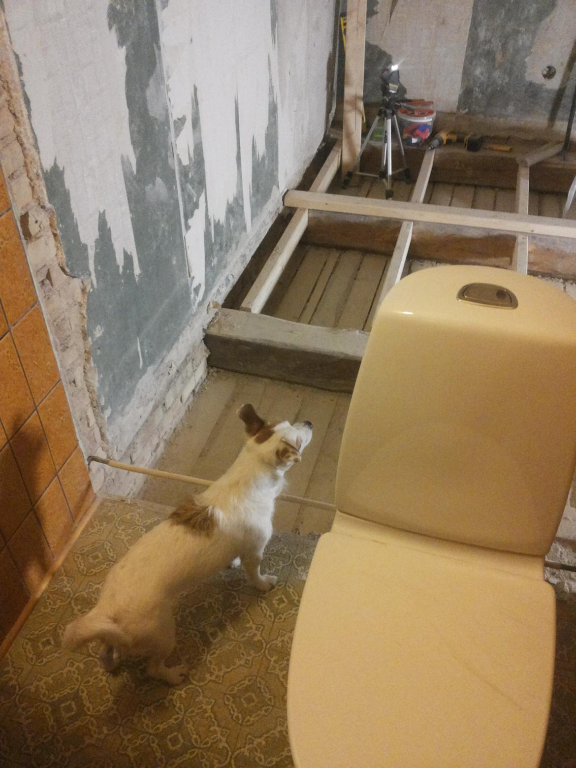 Blanding af racer Maugda billede 16