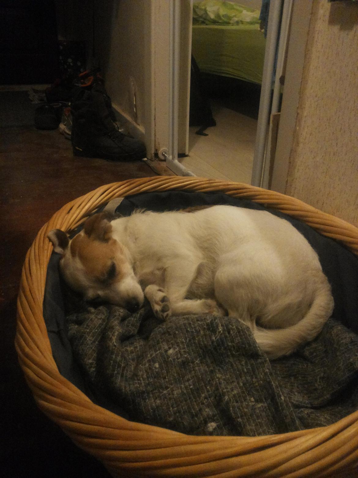 Blanding af racer Maugda billede 31