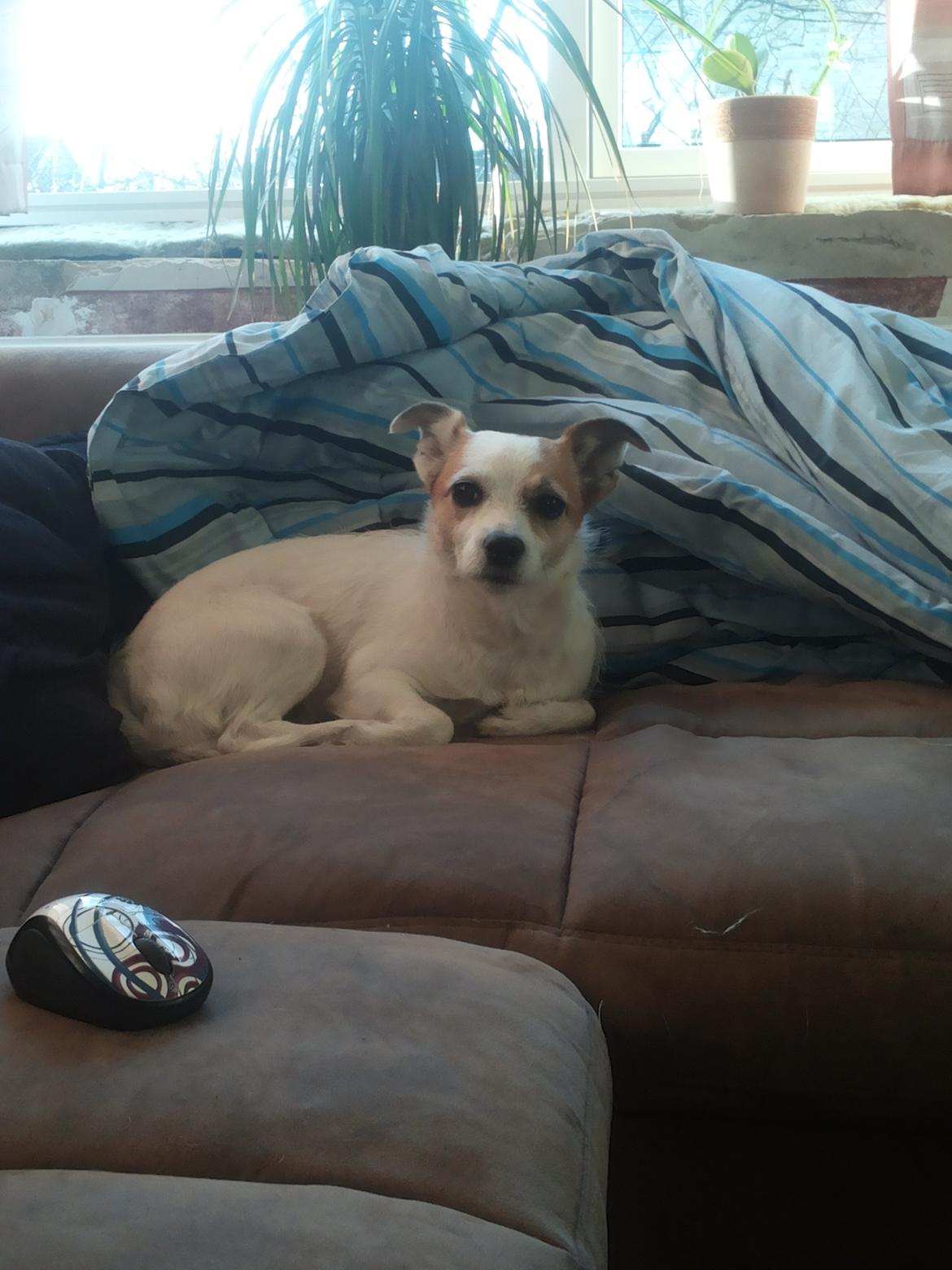 Blanding af racer Maugda billede 17