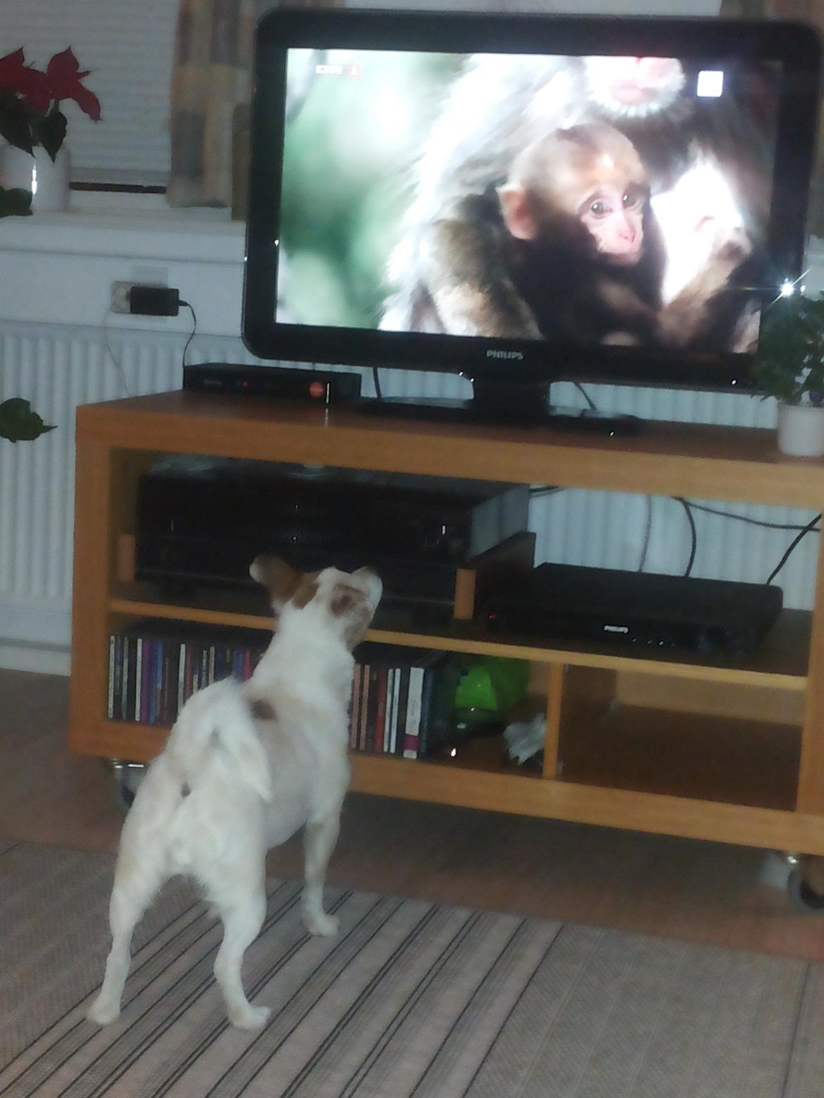 Blanding af racer Maugda billede 18