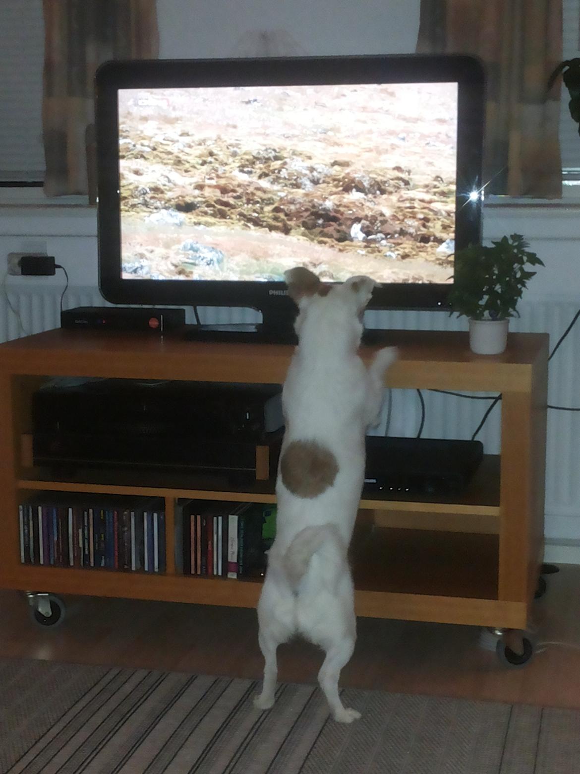 Blanding af racer Maugda billede 19