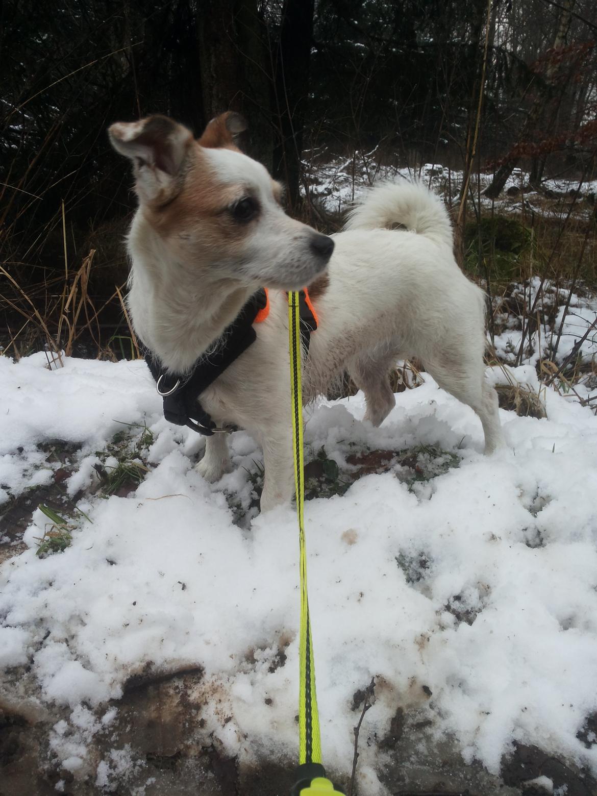 Blanding af racer Maugda billede 1