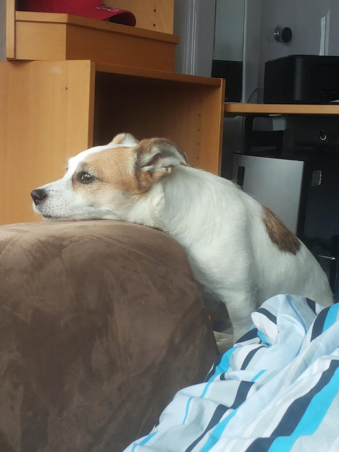 Blanding af racer Maugda billede 27