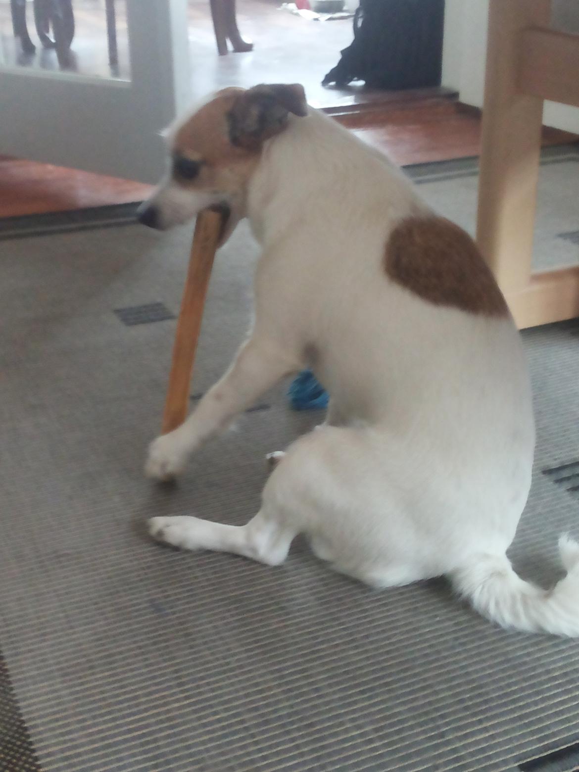 Blanding af racer Maugda billede 20