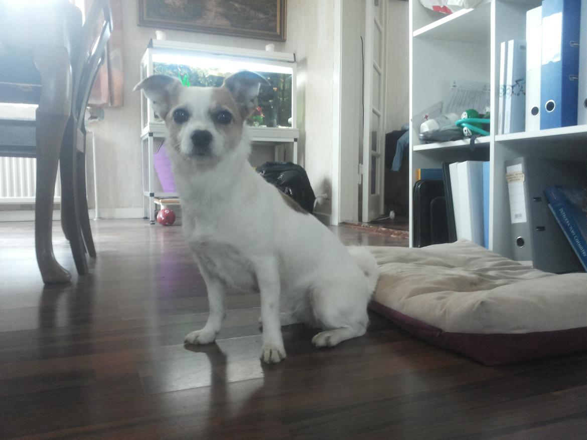 Blanding af racer Maugda billede 21