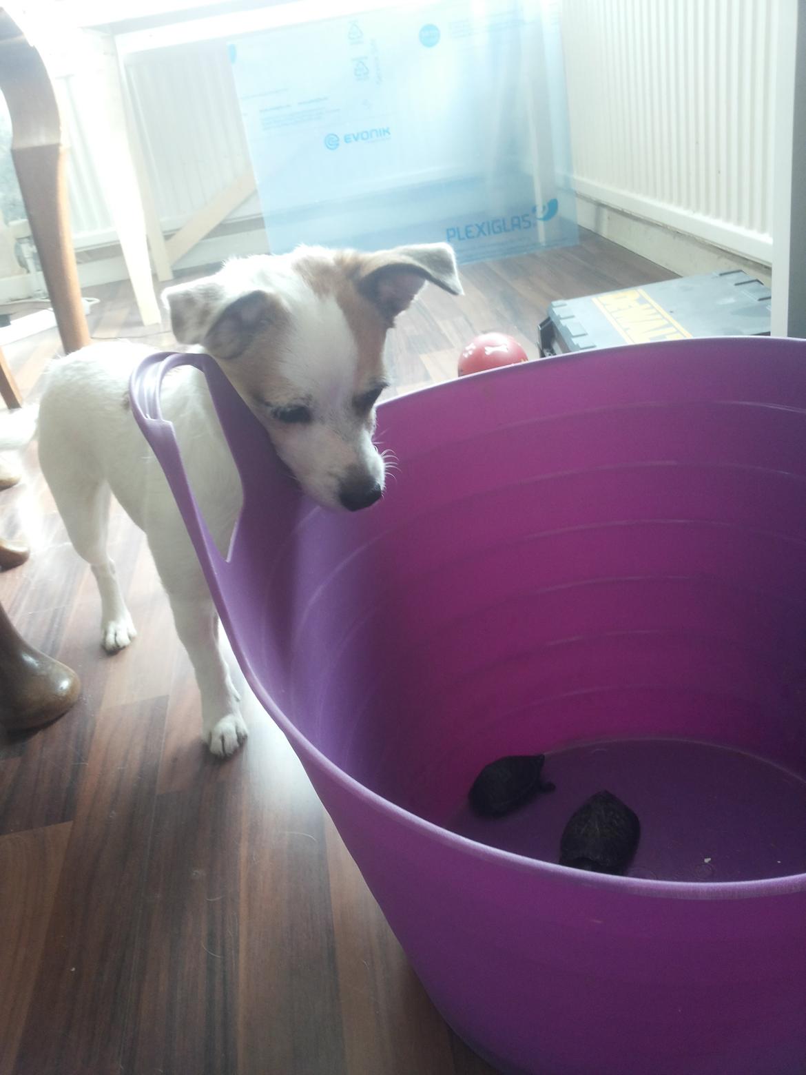 Blanding af racer Maugda billede 22