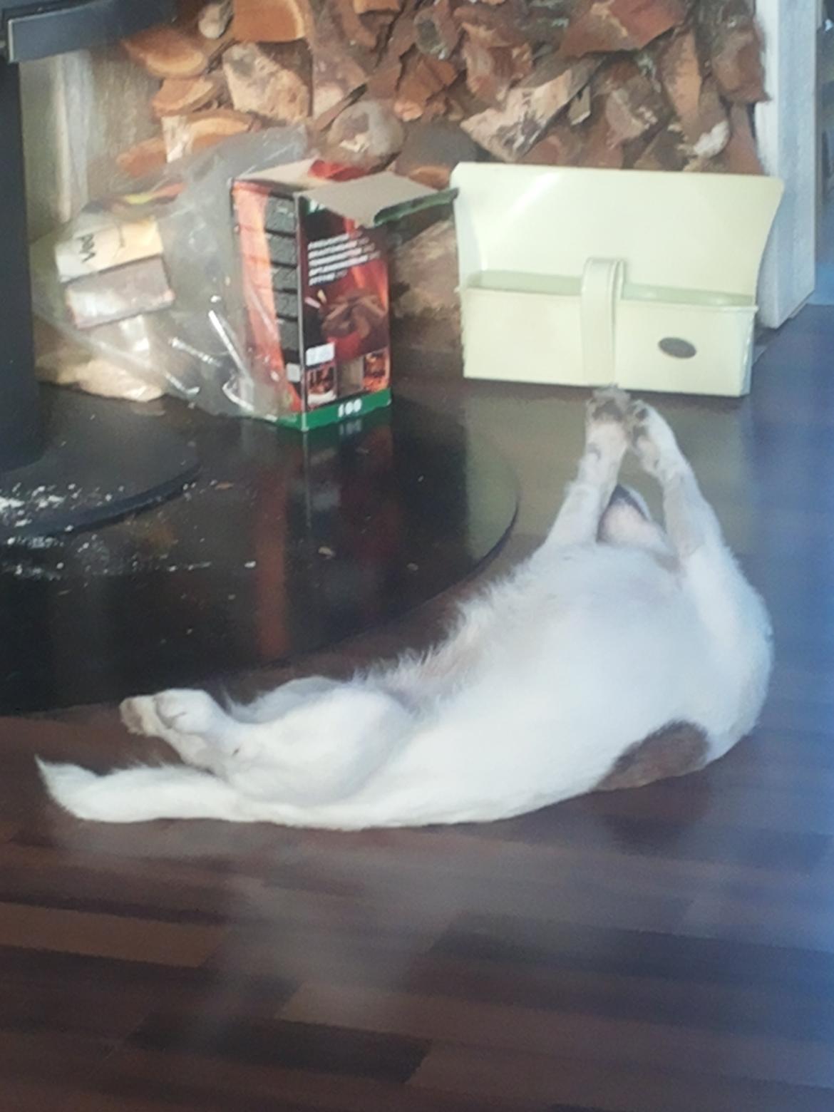 Blanding af racer Maugda billede 15