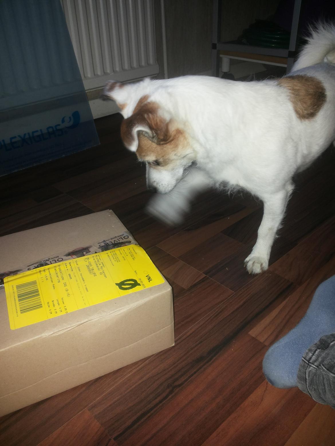 Blanding af racer Maugda billede 23