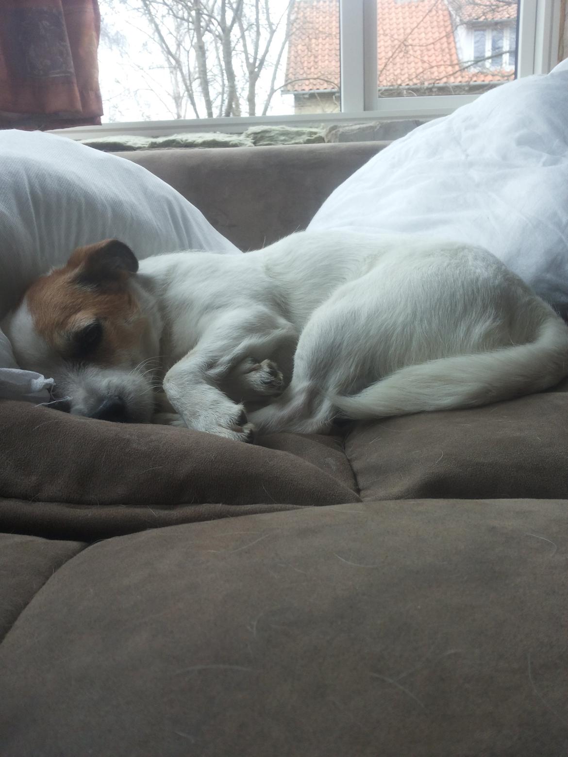 Blanding af racer Maugda billede 29