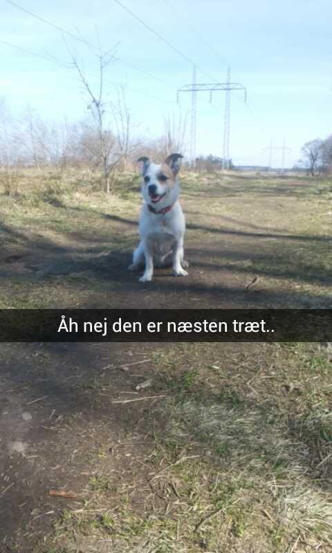 Blanding af racer Maugda billede 26