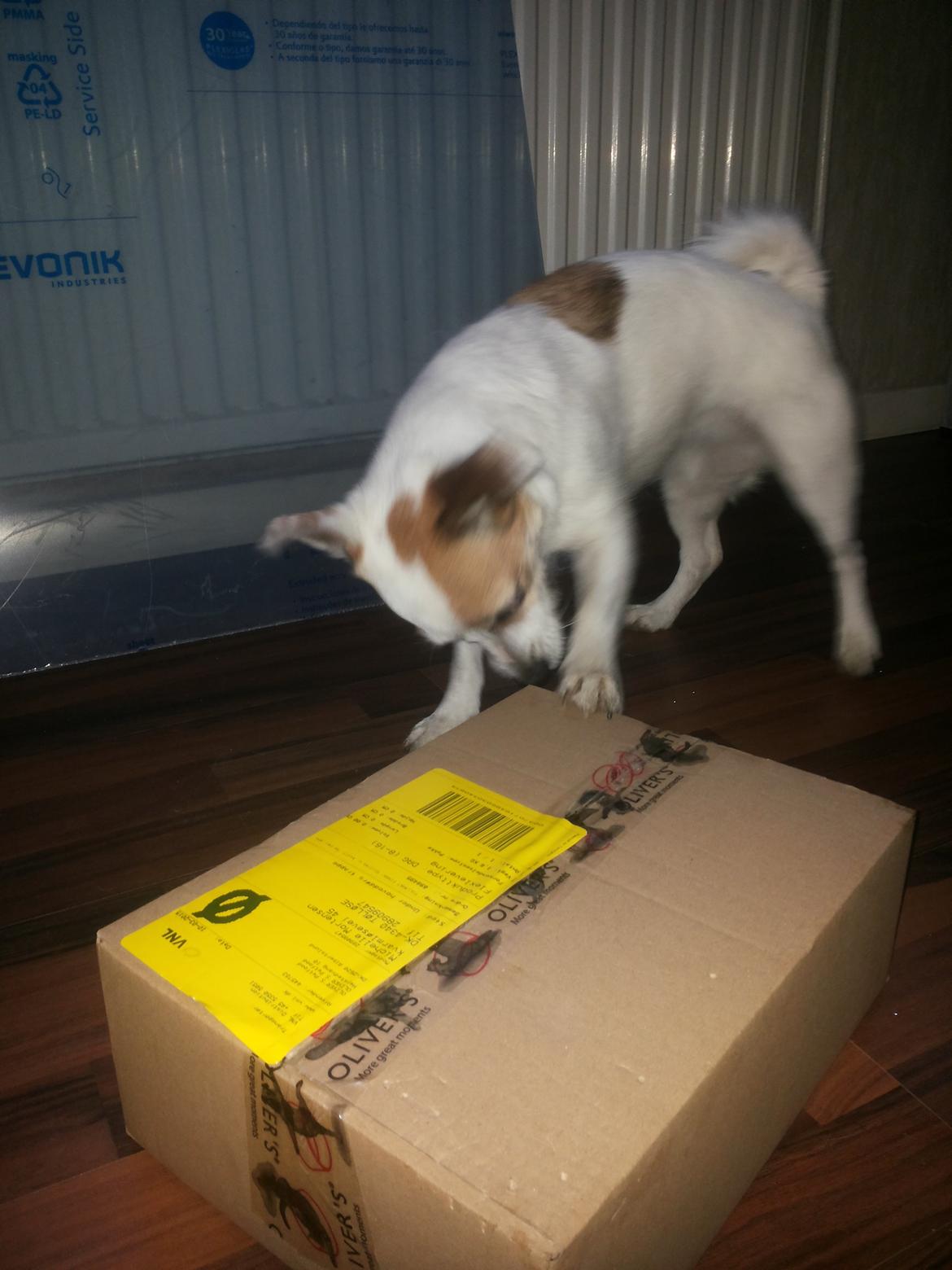 Blanding af racer Maugda billede 24