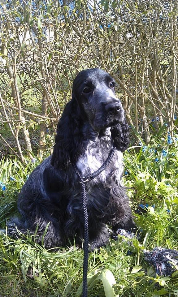 Cocker spaniel Sky - 8½ mdr billede 22