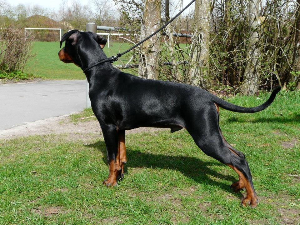 Tysk pinscher Cassis Heartbeat Jamie - DSPK udstilling i Andst, d. 11.-12. april 2015 - SL, BIM baby billede 21