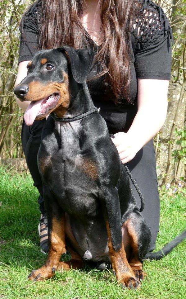 Tysk pinscher Cassis Heartbeat Jamie - DSPK udstilling i Andst, d. 11.-12. april 2015 - SL, BIM baby billede 19