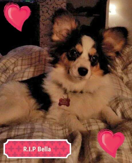 Blanding af racer Bella billede 11