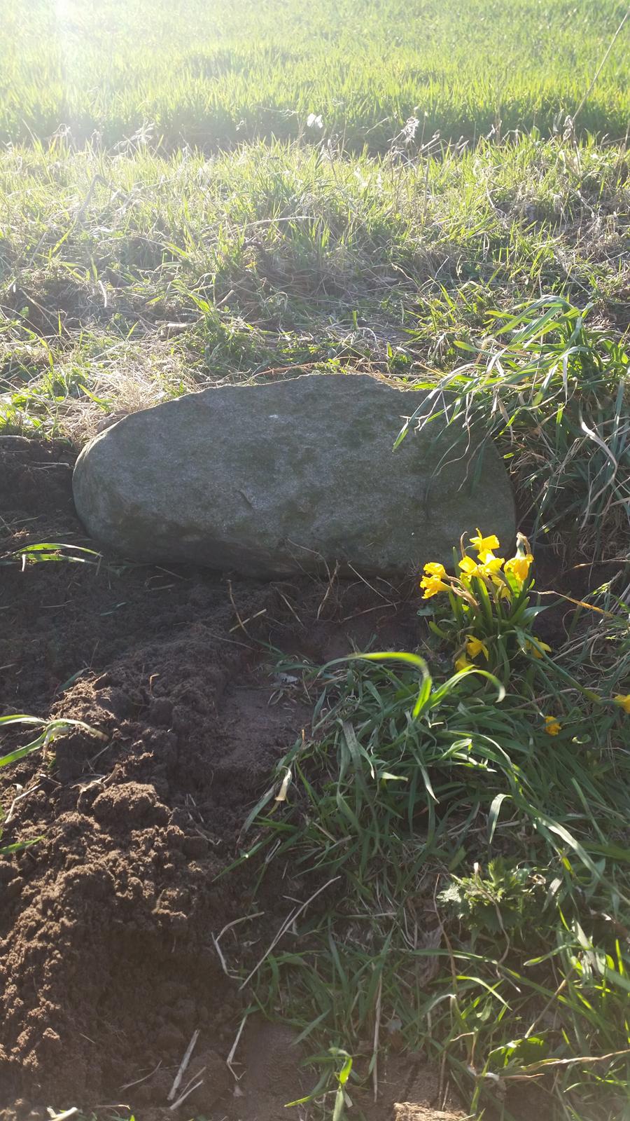 Blanding af racer Bella billede 12