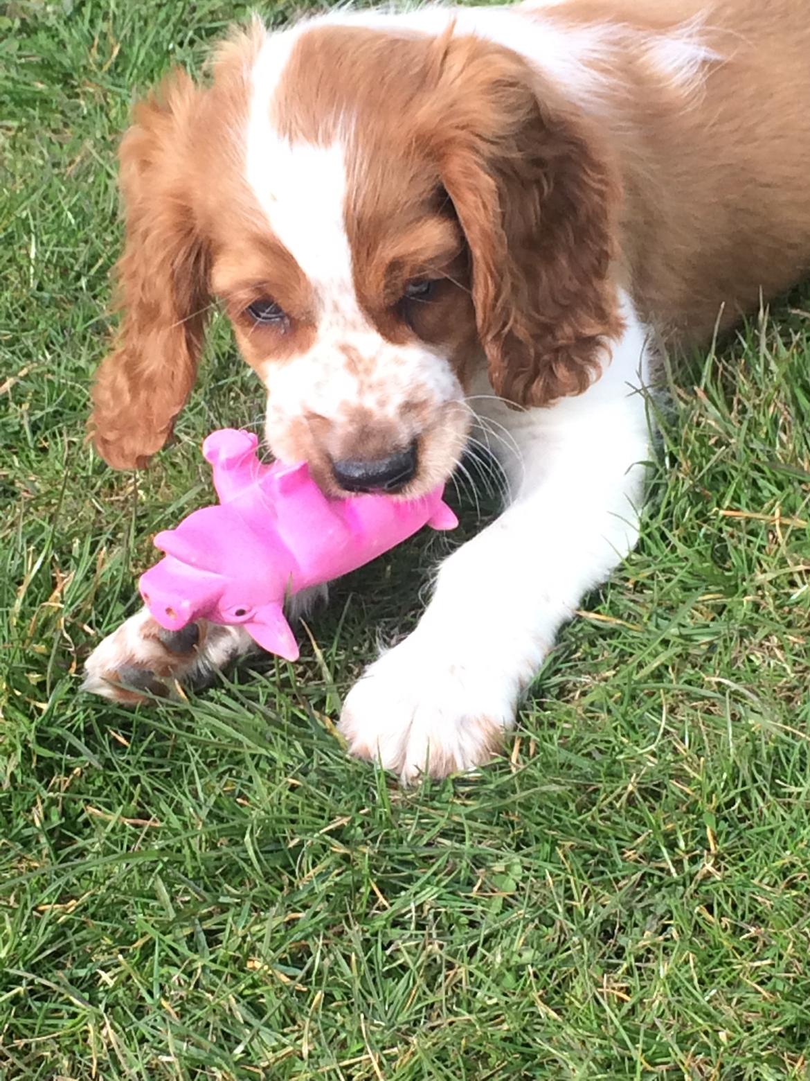 Welsh springer spaniel ELEGANCE ( NALA ) billede 12