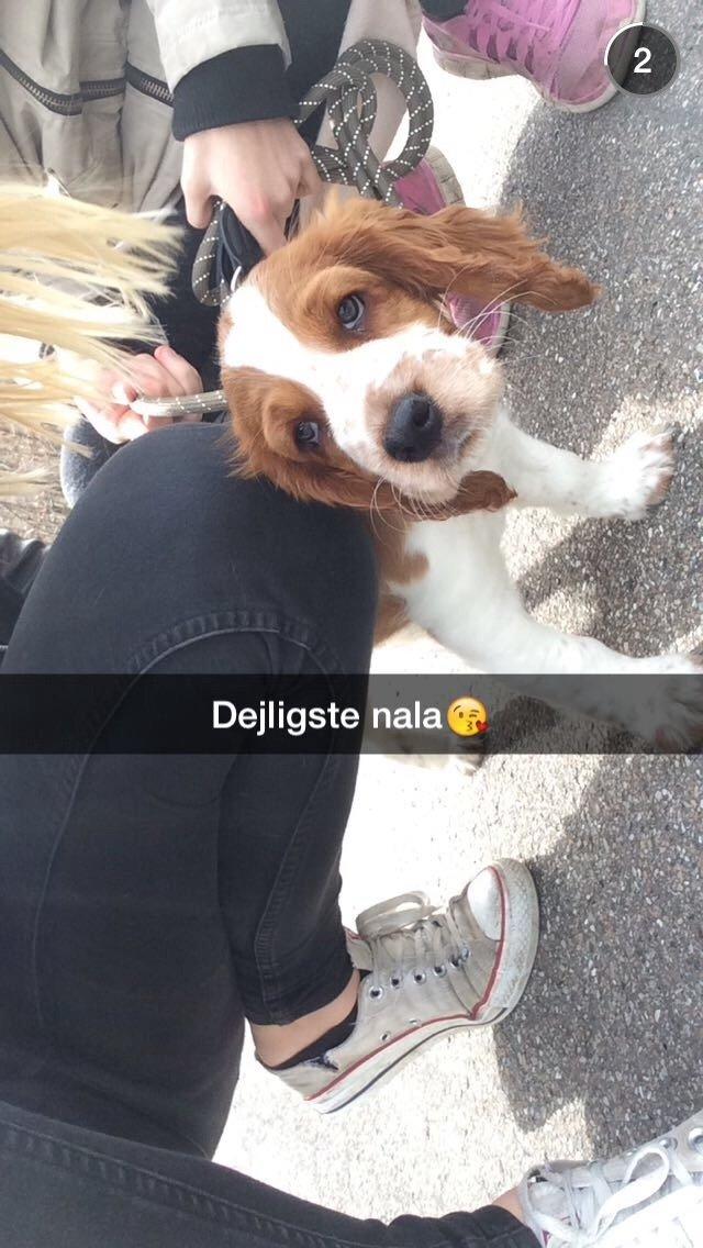 Welsh springer spaniel ELEGANCE ( NALA ) - Baby pigen! billede 13