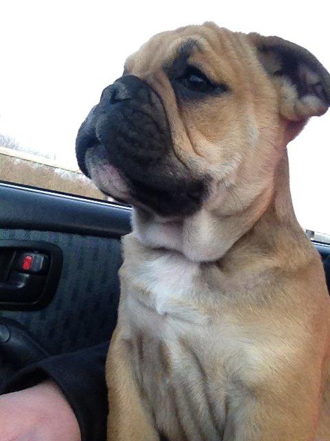 Olde english bulldogge Bulltok´s YOGI  billede 2