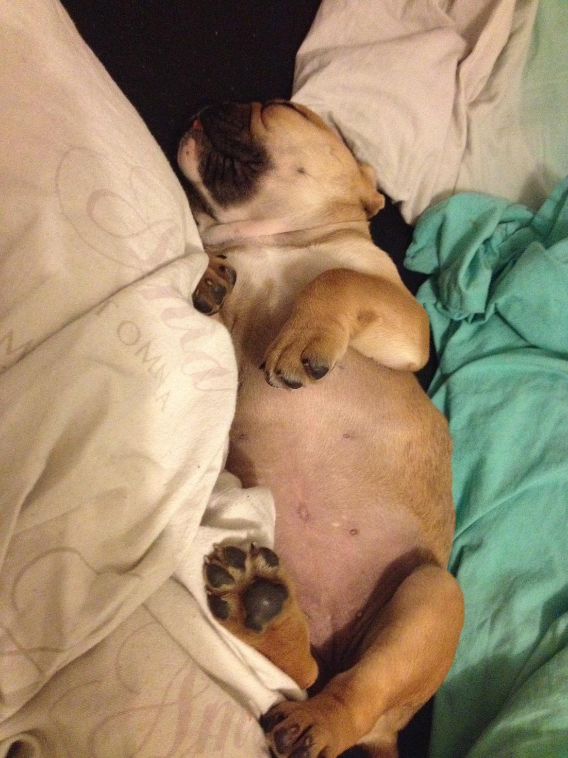 Olde english bulldogge Bulltok´s YOGI  billede 4