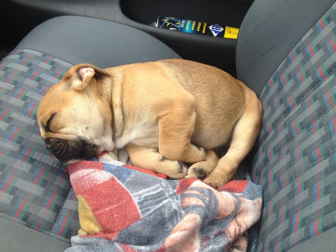 Olde english bulldogge Bulltok´s YOGI  billede 5