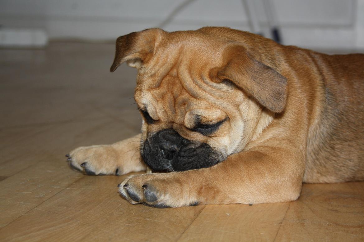 Olde english bulldogge Bulltok´s YOGI  billede 1