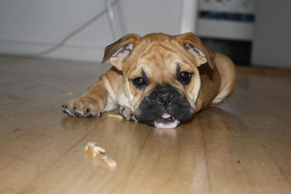 Olde english bulldogge Bulltok´s YOGI  billede 7