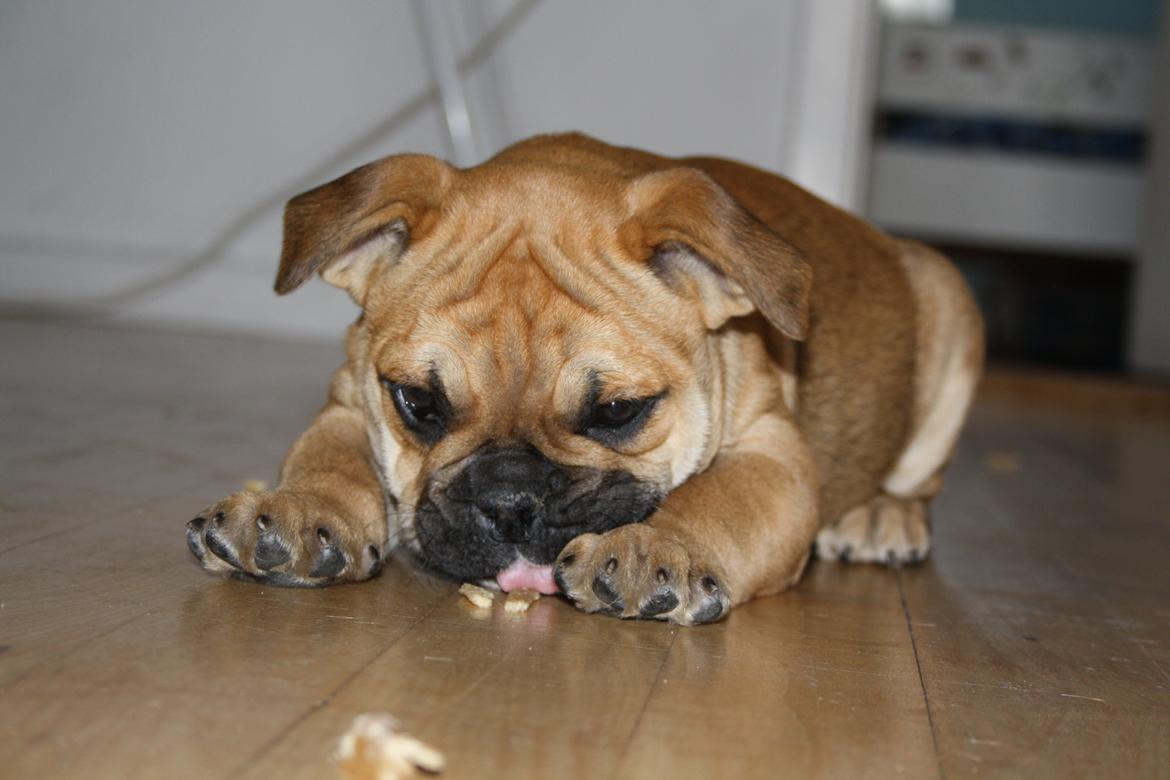 Olde english bulldogge Bulltok´s YOGI  billede 3