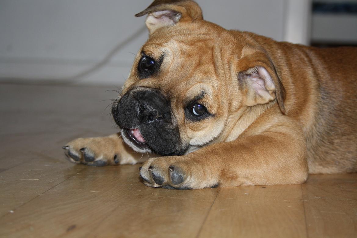 Olde english bulldogge Bulltok´s YOGI  billede 6