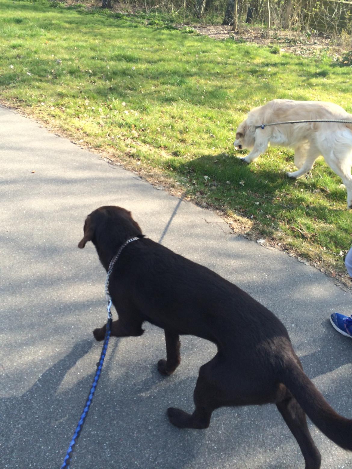 Labrador retriever Balou billede 39