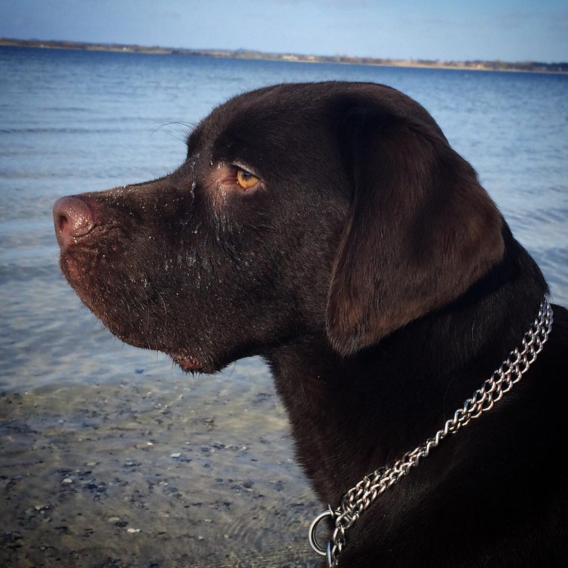 Labrador retriever Balou billede 38