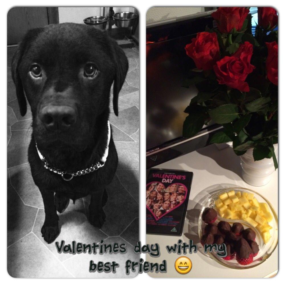 Labrador retriever Balou billede 41