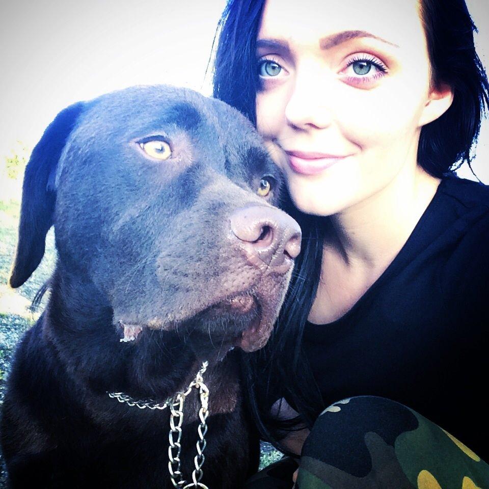 Labrador retriever Balou billede 42