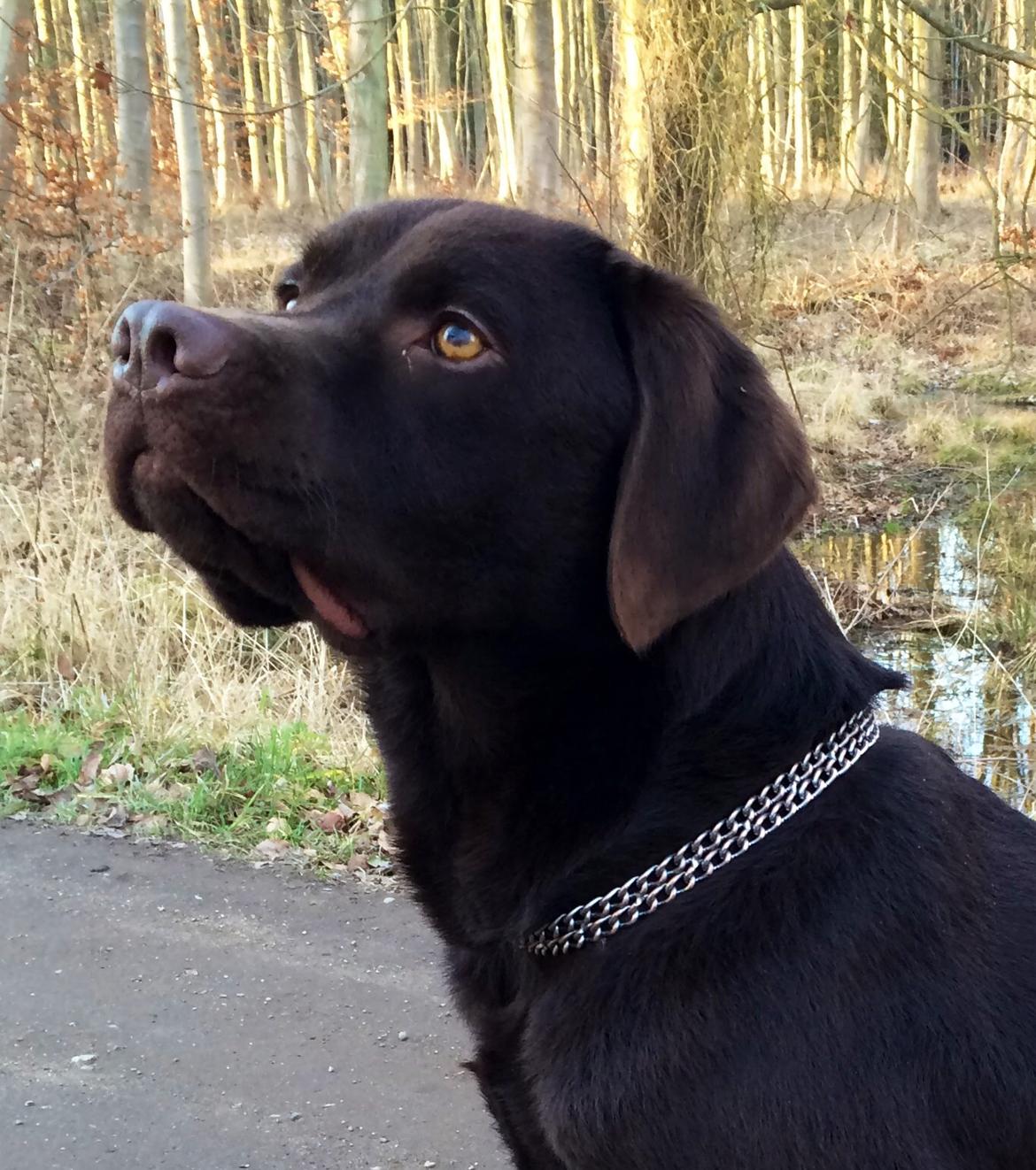 Labrador retriever Balou billede 43