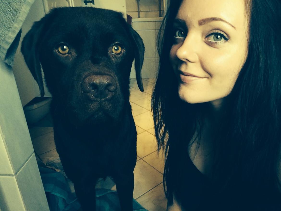 Labrador retriever Balou billede 40