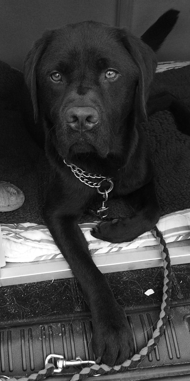 Labrador retriever Balou billede 45