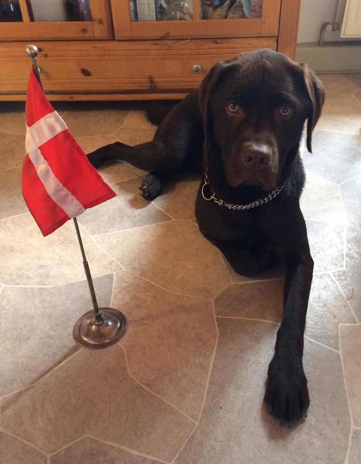 Labrador retriever Balou billede 44