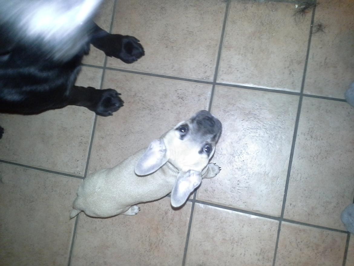 Fransk bulldog Bumle larsen billede 11