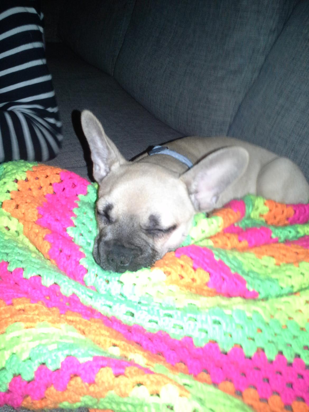 Fransk bulldog Bumle larsen billede 1