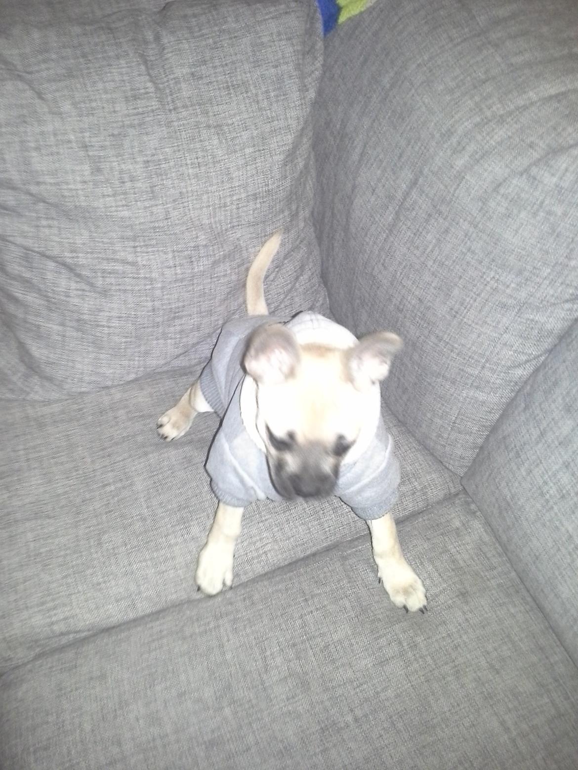 Fransk bulldog Bumle larsen billede 13